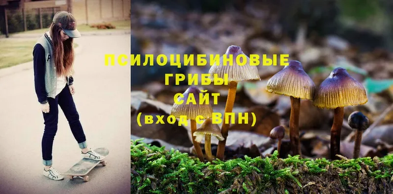 Псилоцибиновые грибы Psilocybe  где продают наркотики  Комсомольск 